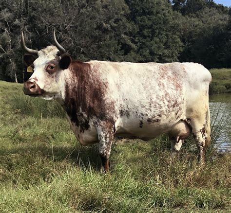 Opportunities — Heritage Shorthorn Society