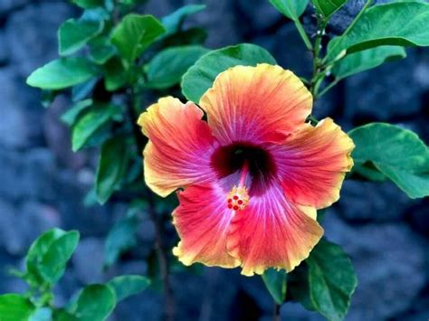 Pin By Tropical Pioneers On Tropical Plants Tropical
