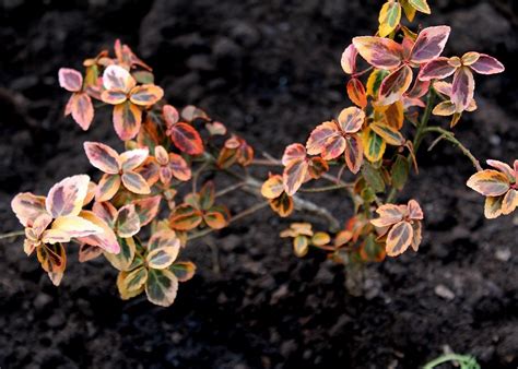 We did not find results for: Übersicht Spindelsträucher (Ziersträucher) | Garten Wissen