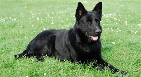 Black German Shepherd 2021 Breed Pure All Black Gsd Dog