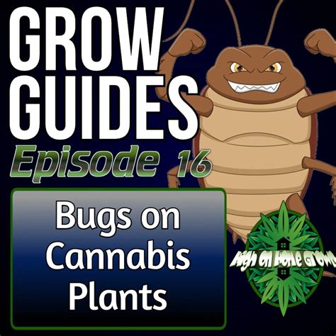 Bugs On Cannabis Plants High On Home Grown