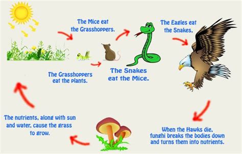 Simple Food Chain Food Chain Diagram Food Chain