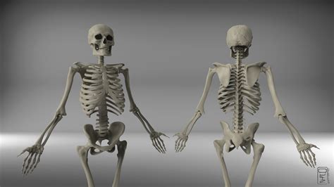 Male Skeleton Anatomy Freebie