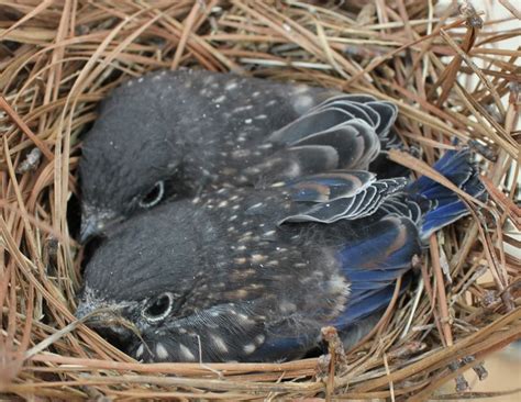 2 Bluebird Babies Almost Ready To Fledge The Nestlast Summer Blue
