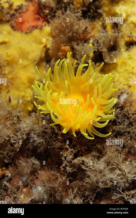Sunset Cup Coral Yellow Cave Coral Leptopsammia Pruvoti On Sponge