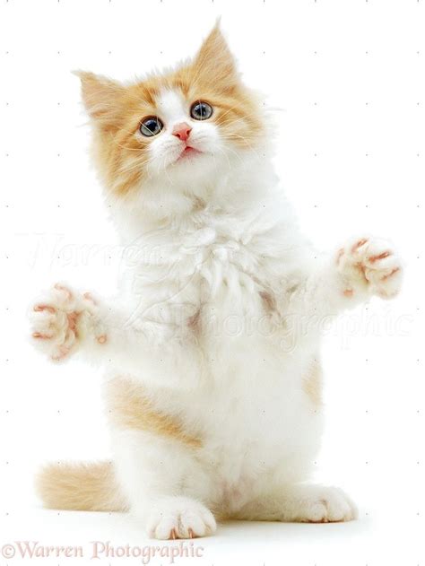 Ginger And White Kitten Reaching Out With Paws Up Photo White Kittens
