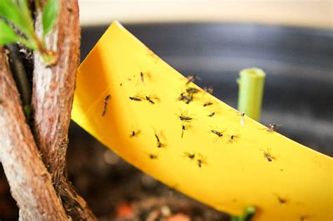 How To Get Rid Of Fungus Gnats Yard And Garage