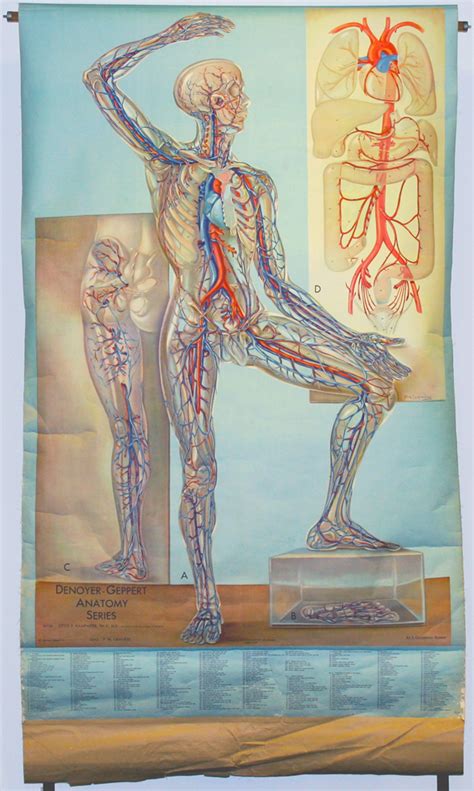 Circulatory System Early 20th Century Anatomical Wall Chartsearly