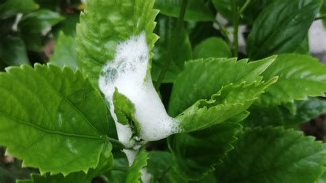 How To Remove White Mealy Bugs On Hibiscus Plant Using Homemade