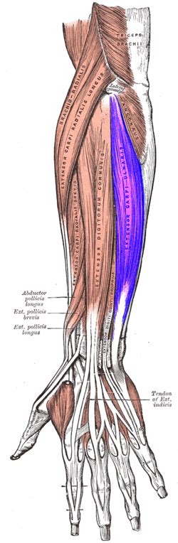 Extensor Carpi Ulnaris Tendinitis