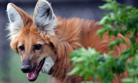 Maned Wolf A Lonely Hunter