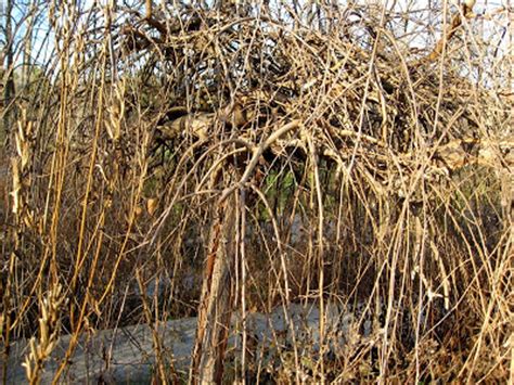 Remove аll dead brаnсhеѕ whеn pruning begins. gardening with turtles: November 2009