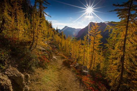 The Science Of Larches — Washington Trails Association