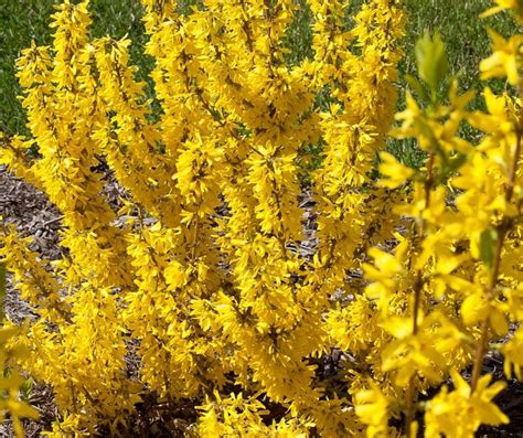 The Prettiest Yellow Flowering Shrubs For Your Yard Birds And Blooms