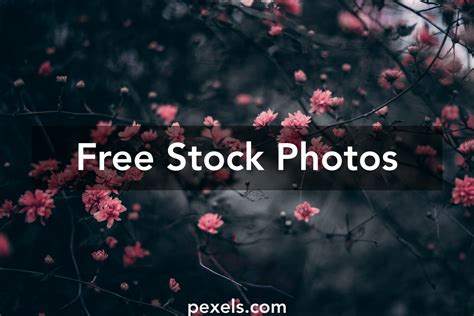 1000 Beautiful Background Photos · Pexels · Free Stock Photos