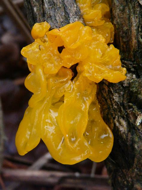 These fungi are so named because their foliose, irregularly branched fruiting body is. Yellow Brain Fungus (Tremella mesenterica) | There are ...