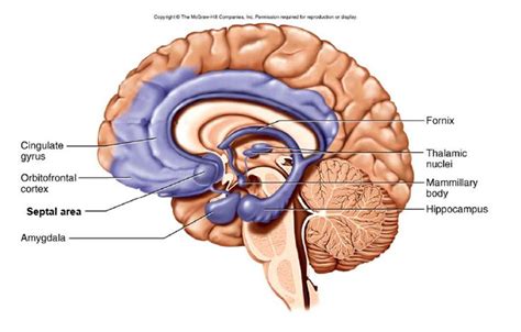 Limbic System Anatomy Bones Brain Anatomy Medical Anatomy Anatomy