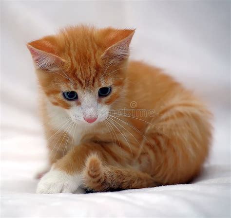 Cute Ginger Kitten With Blue Eyes Stock Image Image Of Collar