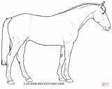 Horse Coloring Irish Sport Draught Drawings Horses Drawing Printable 51kb 682px sketch template