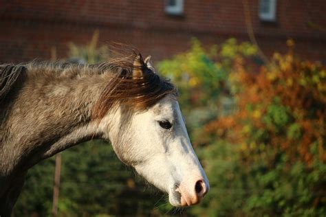 Hd Wallpaper Horse Mold Thoroughbred Arabian Autumn Horse Head