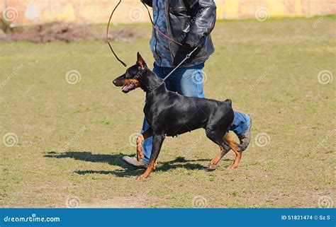 Doberman Pinscher In Training Stock Photo Image Of Patrol Cute 51821474