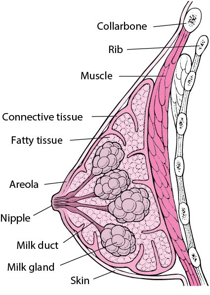 He advised getting creased or dimpled breast skin checked. Overview of Breast Disorders - Women's Health Issues - MSD ...