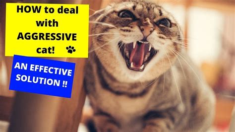 How To Deal With Aggressive Cat An Effective Solution Youtube