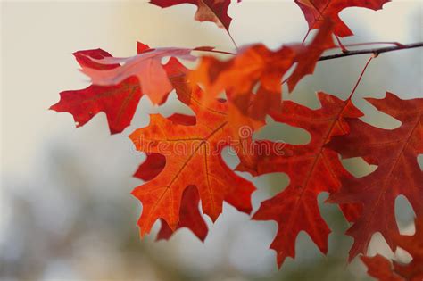 1105114 October Photos Free And Royalty Free Stock Photos From Dreamstime