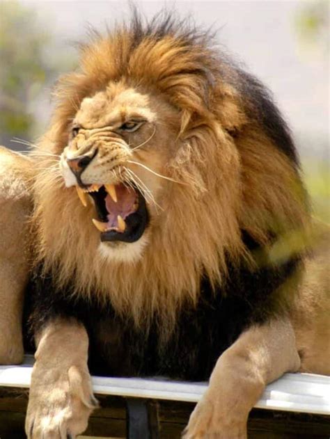 Angry Male Lion Face