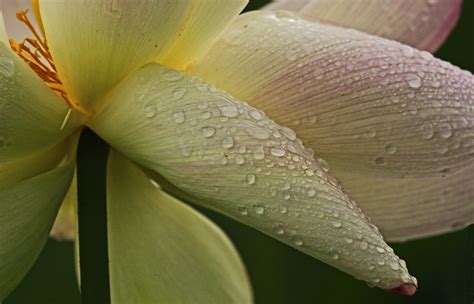 Nelumbo Nucifera Chinese Arrowroot Chinese Waterlily Eastern Lotus