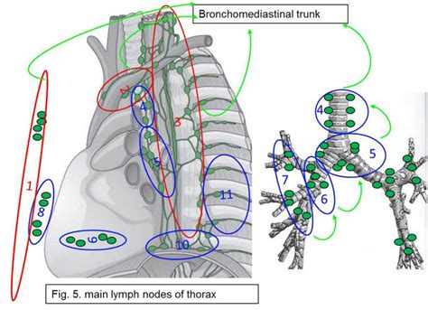 20 Lymphatic Drainage Of The Thoracic Wall And Thoracic Viscera