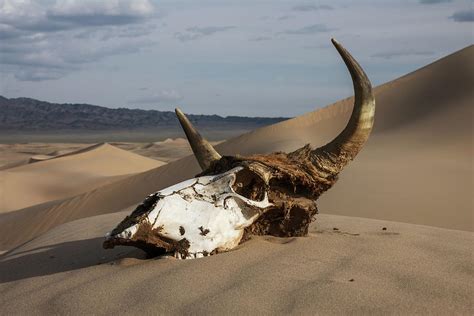 Bull Skull In The Sand Desert At Sunset Photograph By Mikhail