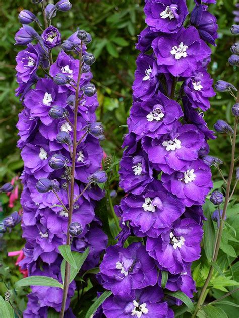 • light purple flower from spring to fall. Delphinium elatum 'Purple Passion' - Buy Online at Annie's ...