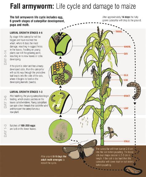 Management Of Fall Armyworm Faw In Maize Morungexpress
