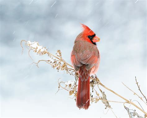 Male Cardinal In The Snow Wildlifephotography