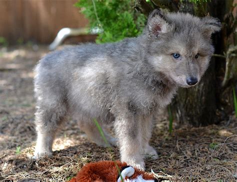 Wolf Hybrid Puppies