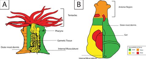Sea Anemone Body Structure