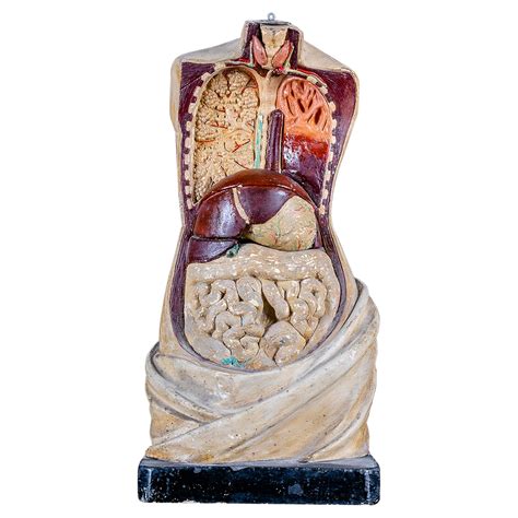 Great Female Anatomical Torso By Somso Circa 1920 At 1stdibs Female