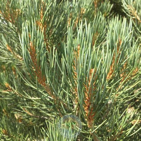 Singleleaf Pinyon Pine Pinus Monophylla