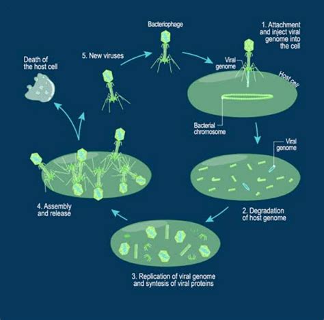 Lytic Cycle Reproductive Cycle Of The Bacteriophage Or Replication