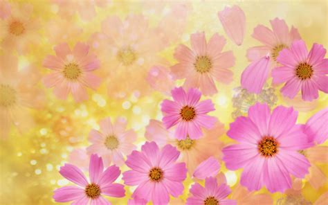 Beautiful Flower Background ·① Wallpapertag