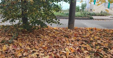Leaves Rustling In The Wind Free Stock Video Footage Royalty Free 4k