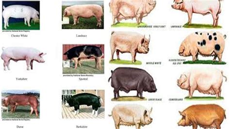 Business Pig Farming Ep1 These Are Four 4 Best Pig Breeds You Should