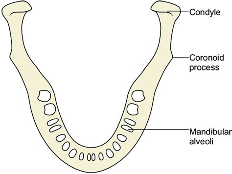 15 Shows Mandibular Alveoli Download Scientific Diagram