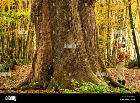 La France Lallier Forêt De Tronçais Saint Bonnet Troncais Chêne Remarquable La Sentinelle