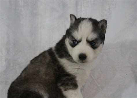 Kci registered microchiped husky pups for sale. Sophia - a female AKC Siberian Husky puppy for sale in Indiana | VIP Puppies