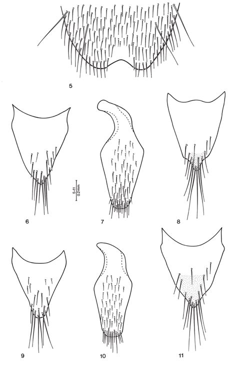 Quedius Bicoloris Sp N 5 Apical Portion Of Male Sternite 8 6 Tergite