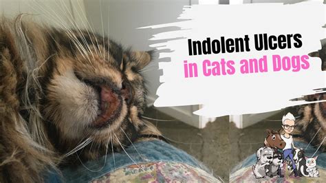 Episode 80 Treating An Indolent Ulcer In Cats And Dogs Youtube