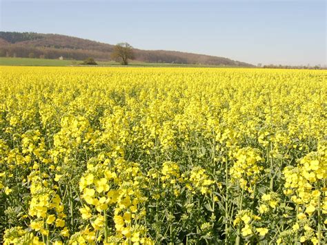 Nature Flowers Fields Yellow Field Yellow Flowers Wallpaper 1600x1200