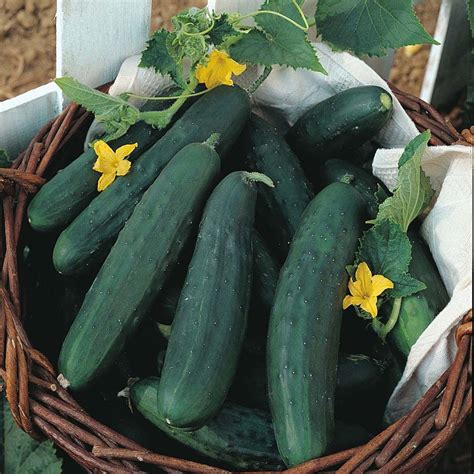 Cucumber Tasty Green Vegetable Seeds Plants Seeds And Bulbs Garden And Patio